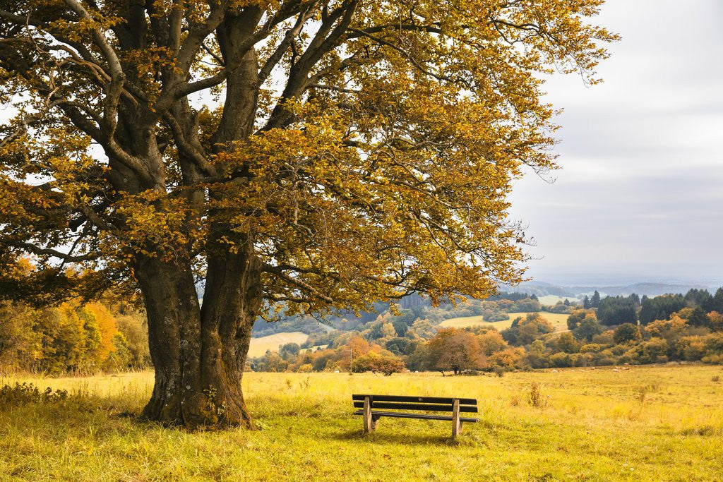 Detail of Beech tree in atumn by Anonymous