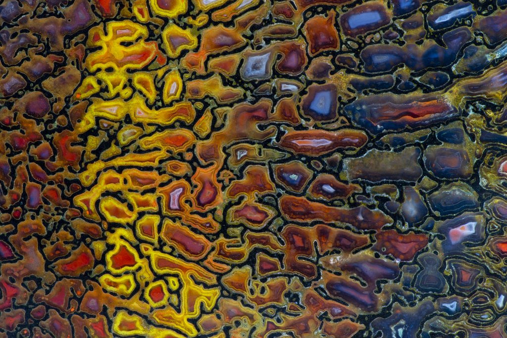 Detail of Colorful Petrified Dino Bone by Anonymous