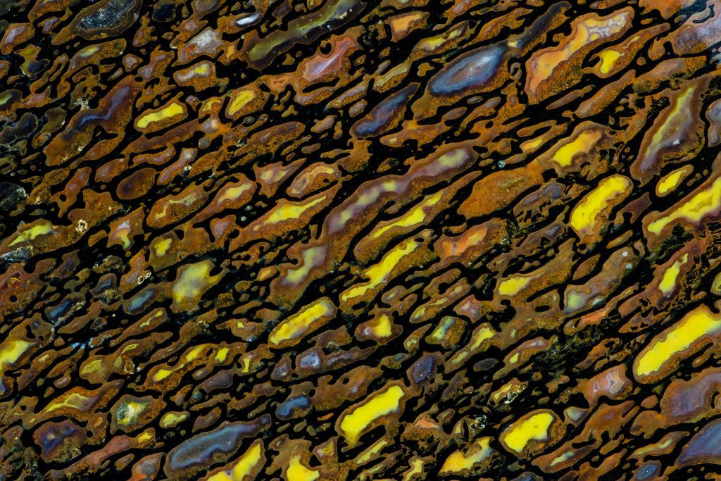 Detail of Colorful Petrified Dino Bone by Anonymous