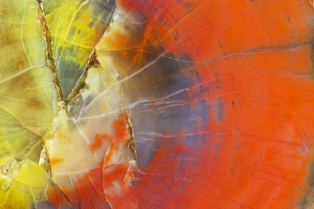 Detail of Colorful Petrified Wood by Anonymous