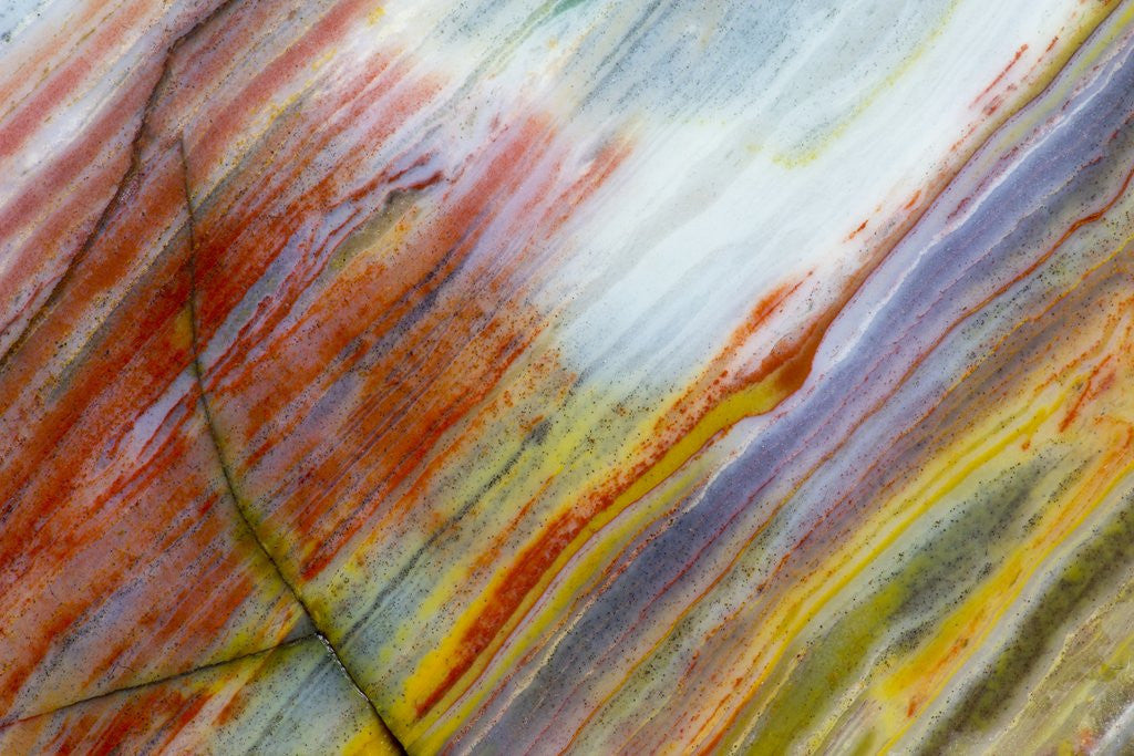 Detail of Colorful Petrified Wood by Anonymous
