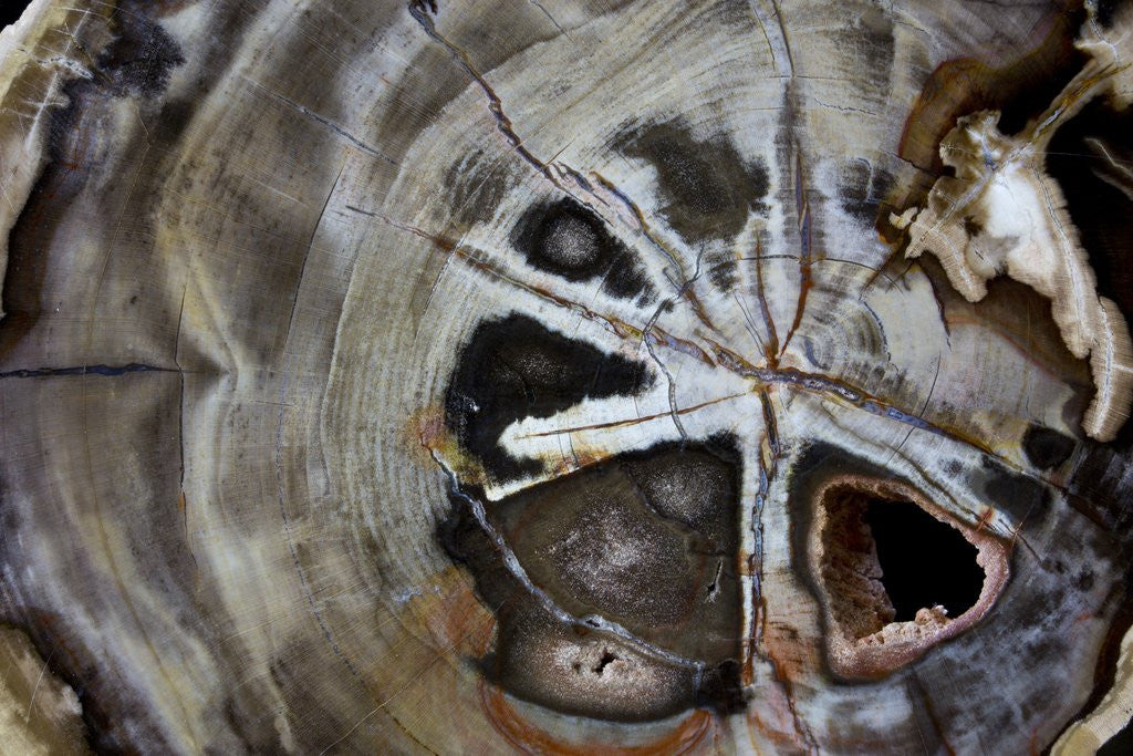 Detail of Petrified wood by Corbis
