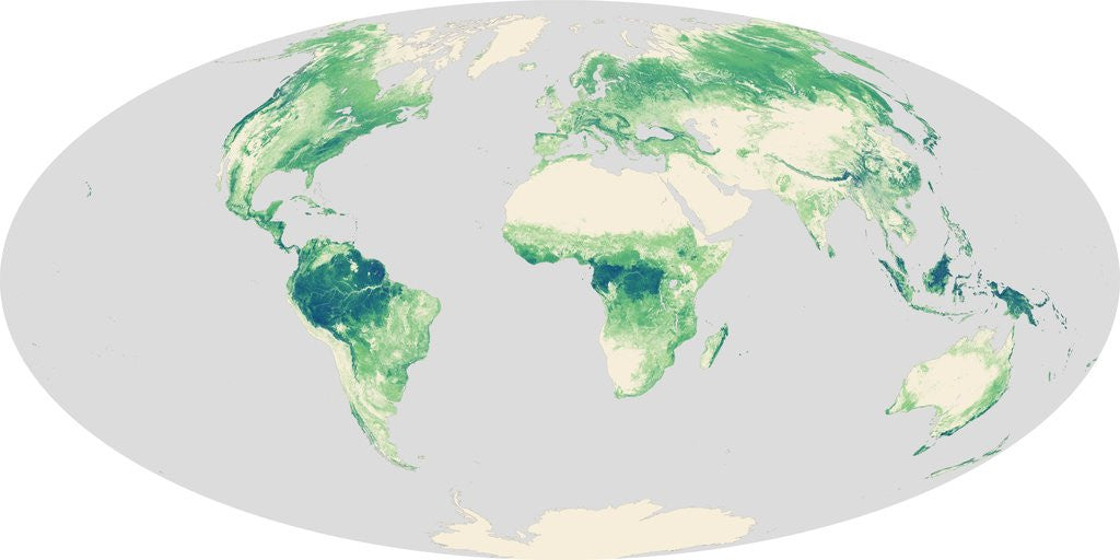 Detail of Global Forest Heights by Anonymous