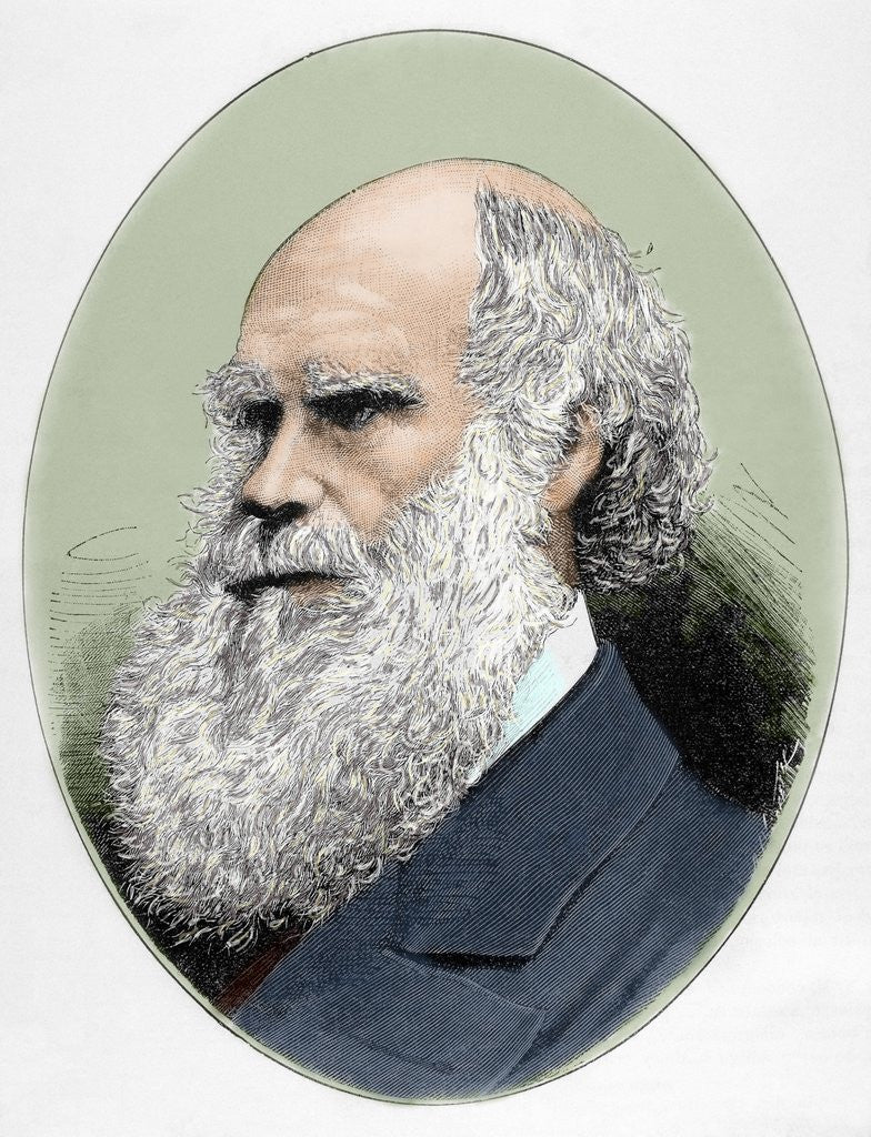 Detail of Darwin, Charles Robert (1809-1882) British naturalist. Colored engraving by Anonymous