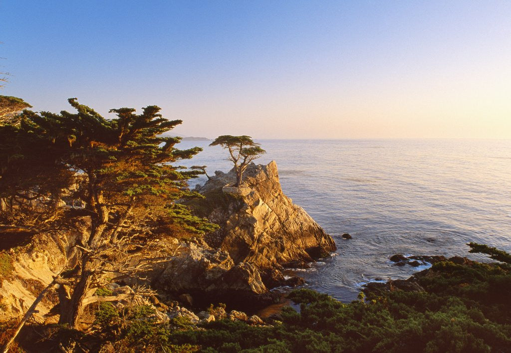 Detail of Lone cypress growing on cliff, California, USA by Anonymous