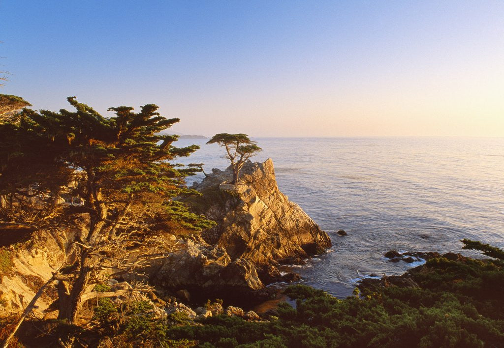 Detail of Lone cypress growing on cliff, California, USA by Corbis