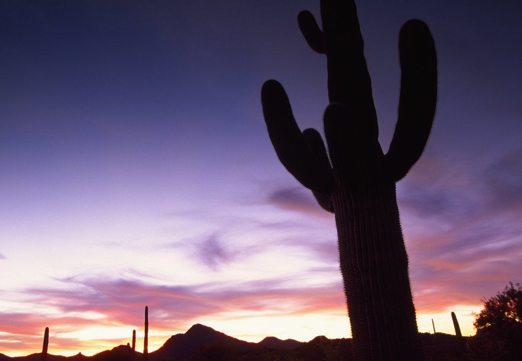 Silhouette of cactus, Sonoran Desert, Organ Pipe Cactus National Park, Arizona, USA by Corbis