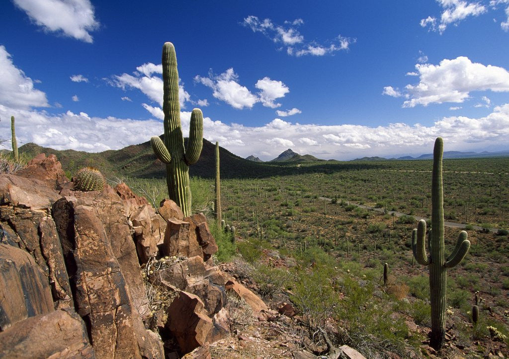Detail of Landscape, Saguaro National Park, Arizona, USA by Anonymous