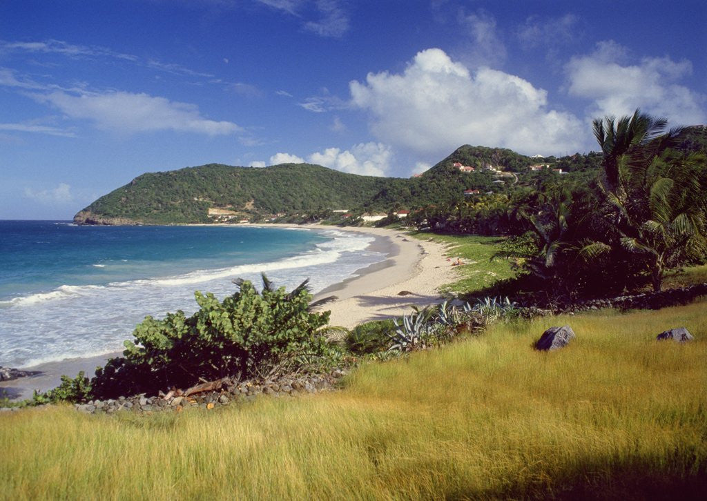 Detail of Landscape with sandy beach, Guadeloupe, France by Anonymous