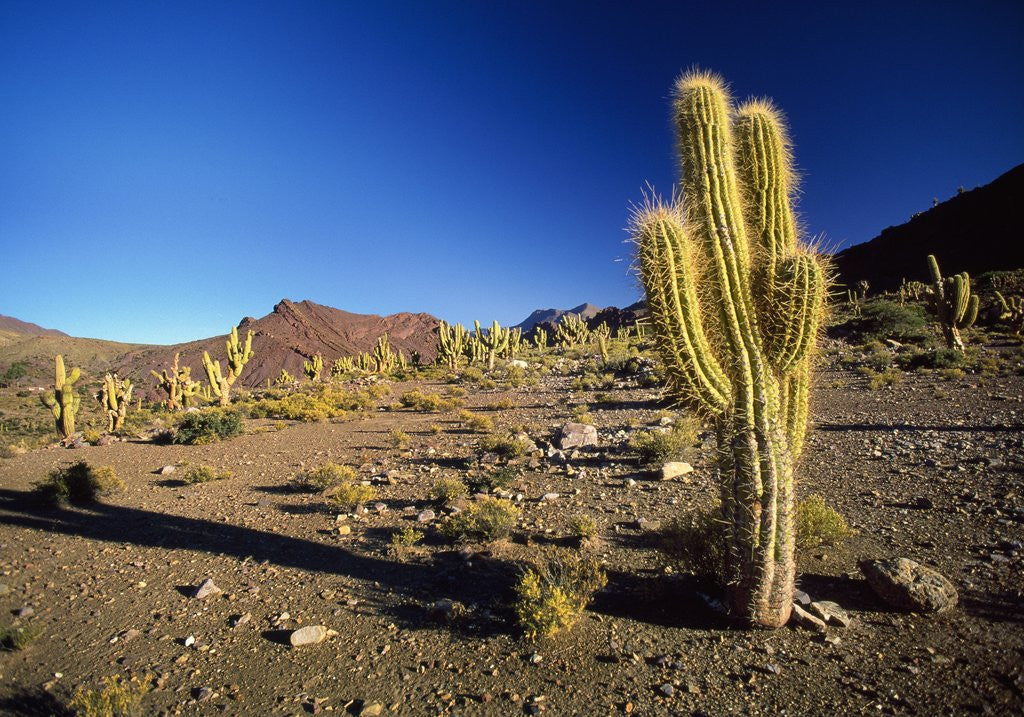 Detail of Landscape, Bolivian Desert, Bolivia by Anonymous