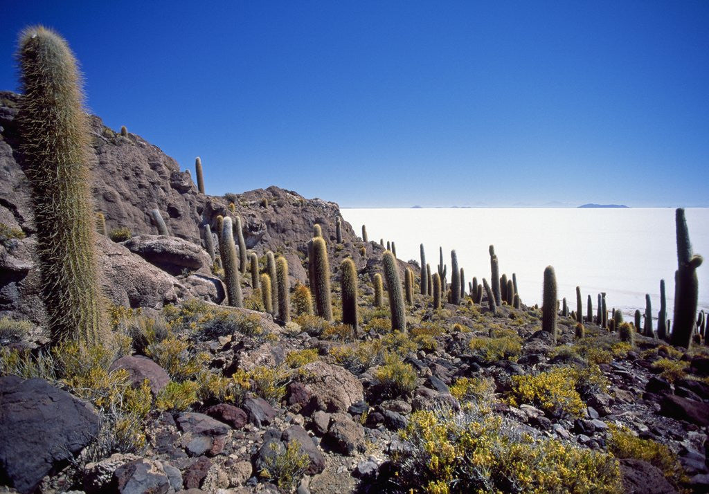 Detail of Salar de Uyuni and Cactuses in Isla de Pescado, Bolivia by Anonymous