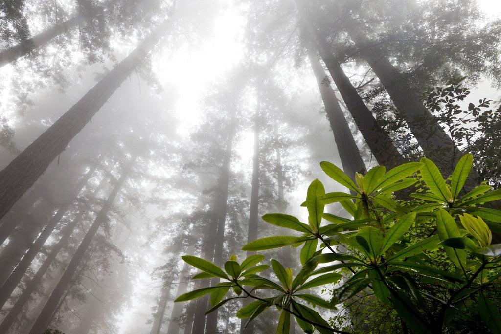Detail of Rhody, Redwoods foggy morning Redwoods N.P., CA by Anonymous