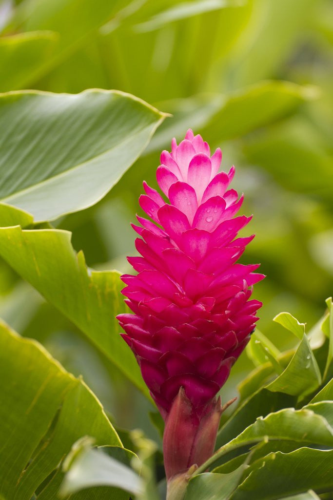 Detail of Red Ginger, Maui, Hawaii by Anonymous