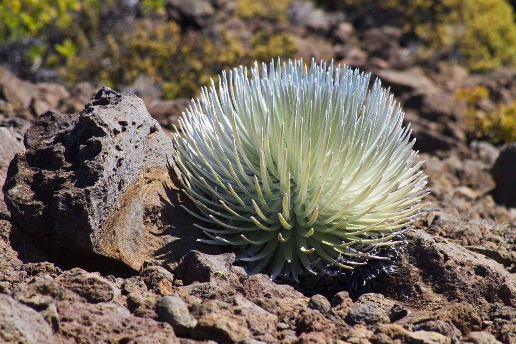Detail of Silversword at Haleakala National Park, Maui, Hawaii by Anonymous