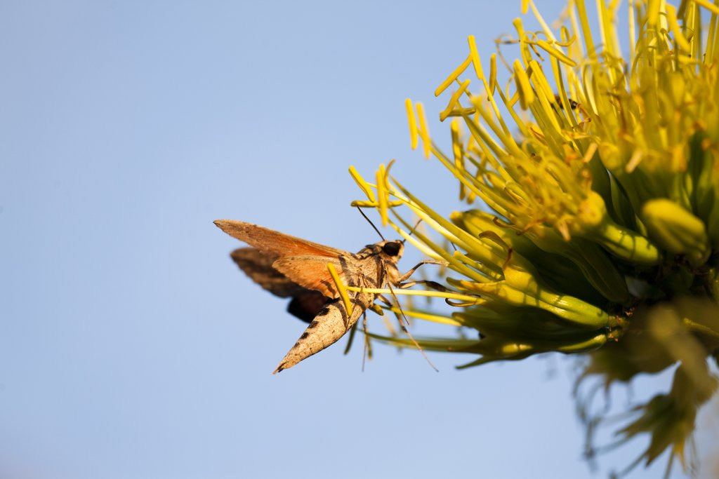 Detail of Hummingbird Hawk Moth, Baja, Mexico by Anonymous