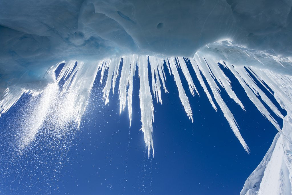 Detail of Icicles in Glacier Snow Cave, Antarctic Peninsula by Anonymous