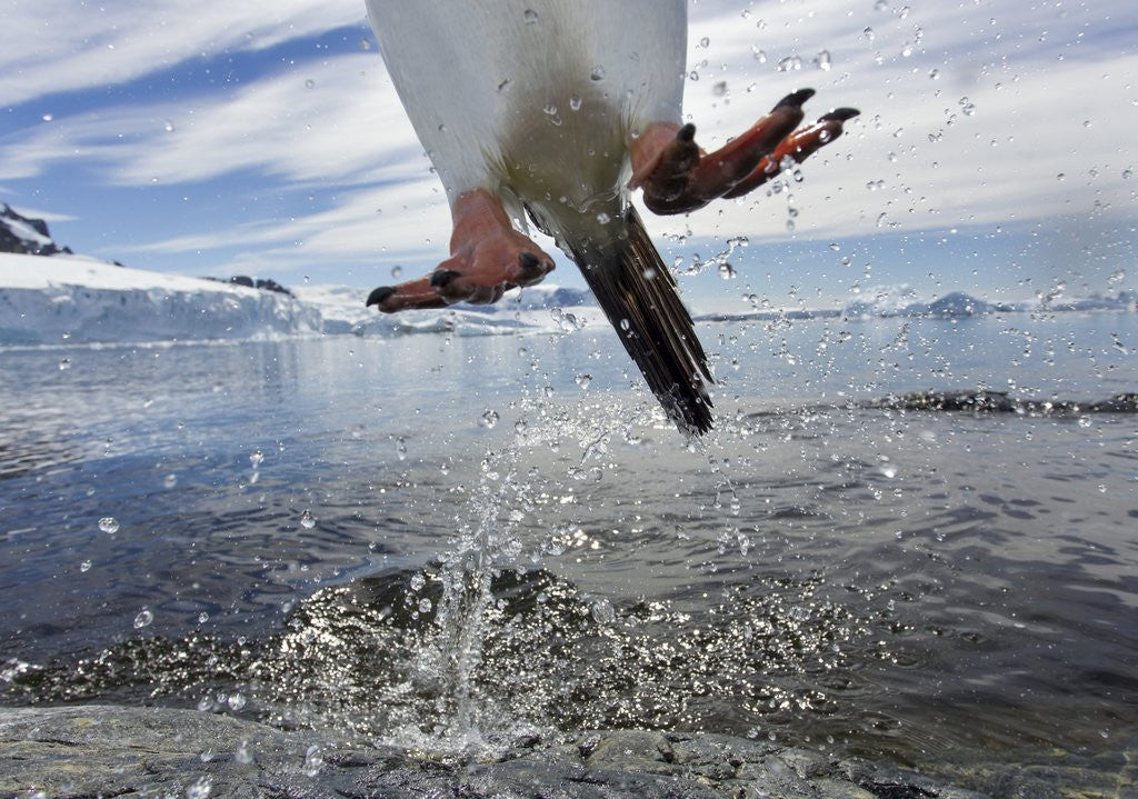 Detail of Leaping Gentoo Penguin, Antarctica by Anonymous
