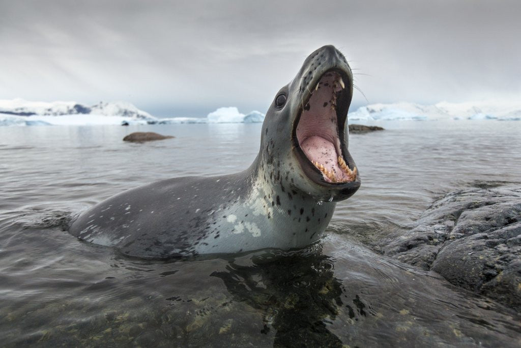 Detail of Leopard Seal Hunting, Antarctica by Anonymous