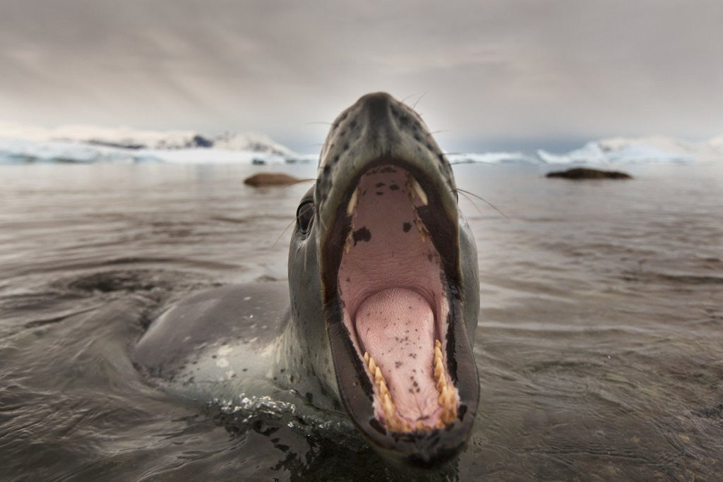 Detail of Leopard Seal, Cuverville Island, Antarctica by Anonymous