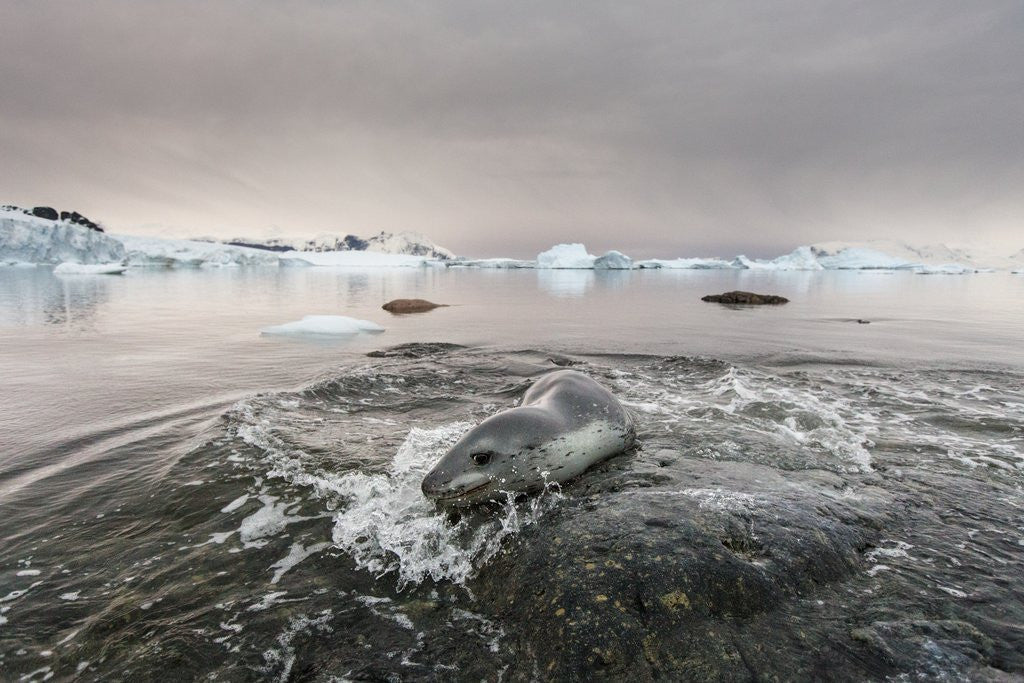 Detail of Leopard Seal Hunting, Antarctica by Anonymous