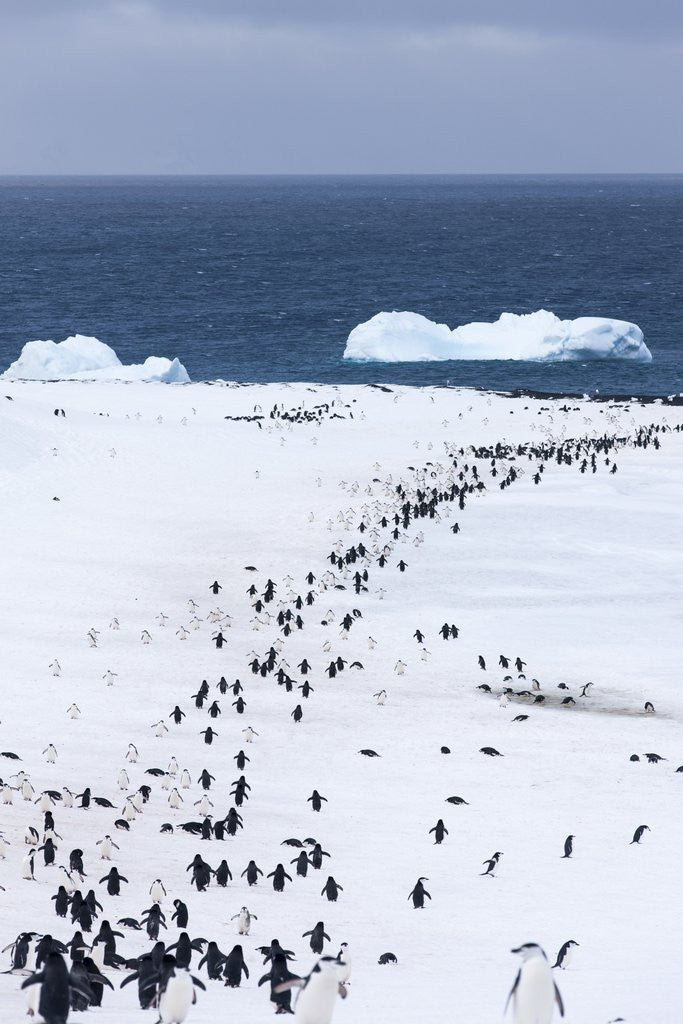 Detail of Chinstrap Penguins in Snow, Deception Island, Antarctica by Anonymous