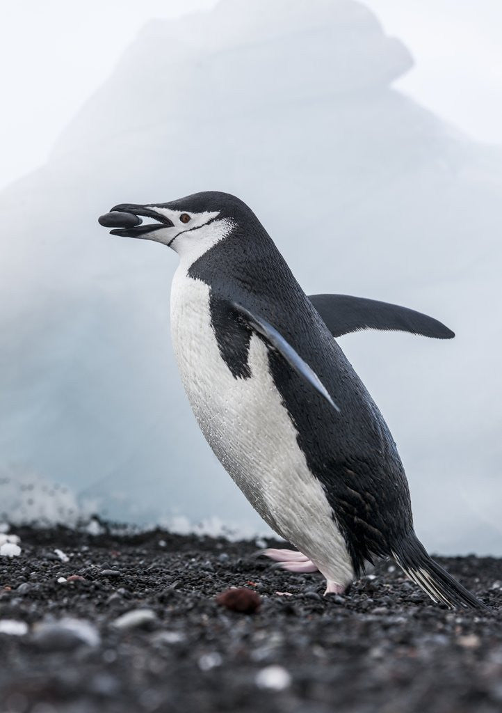 Detail of Chinstrap Penguins with Rock, Deception Island, Antarctica by Anonymous