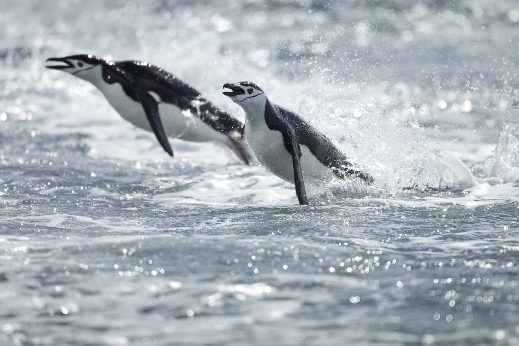 Detail of Airborne Chinstrap Penguins, Deception Island, Antarctica by Anonymous