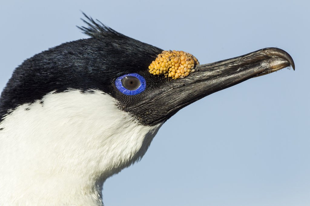 Detail of Blue-eyed Shag, Petermann Island, Antarctica by Anonymous