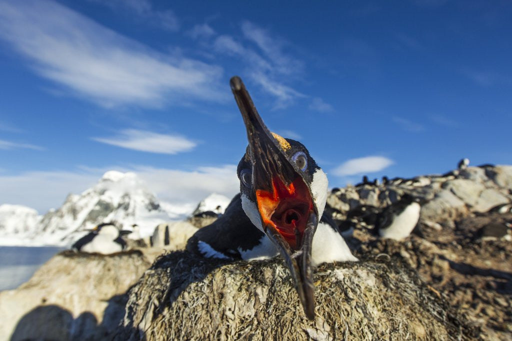 Detail of Blue-Eyed Shag, Antarctica by Anonymous