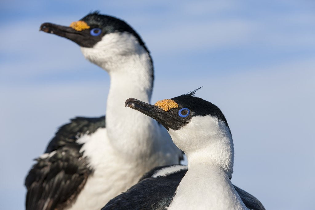 Detail of Blue-eyed Shags, Petermann Island, Antarctica by Anonymous