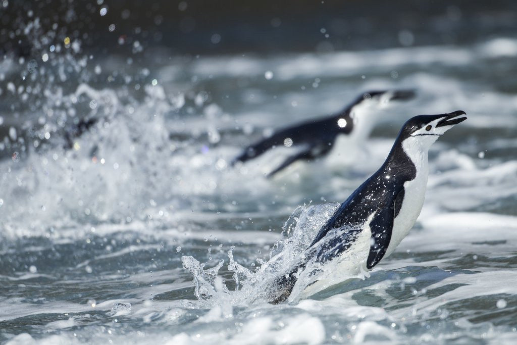 Detail of Chinstrap Penguins, Deception Island, Antarctica by Anonymous