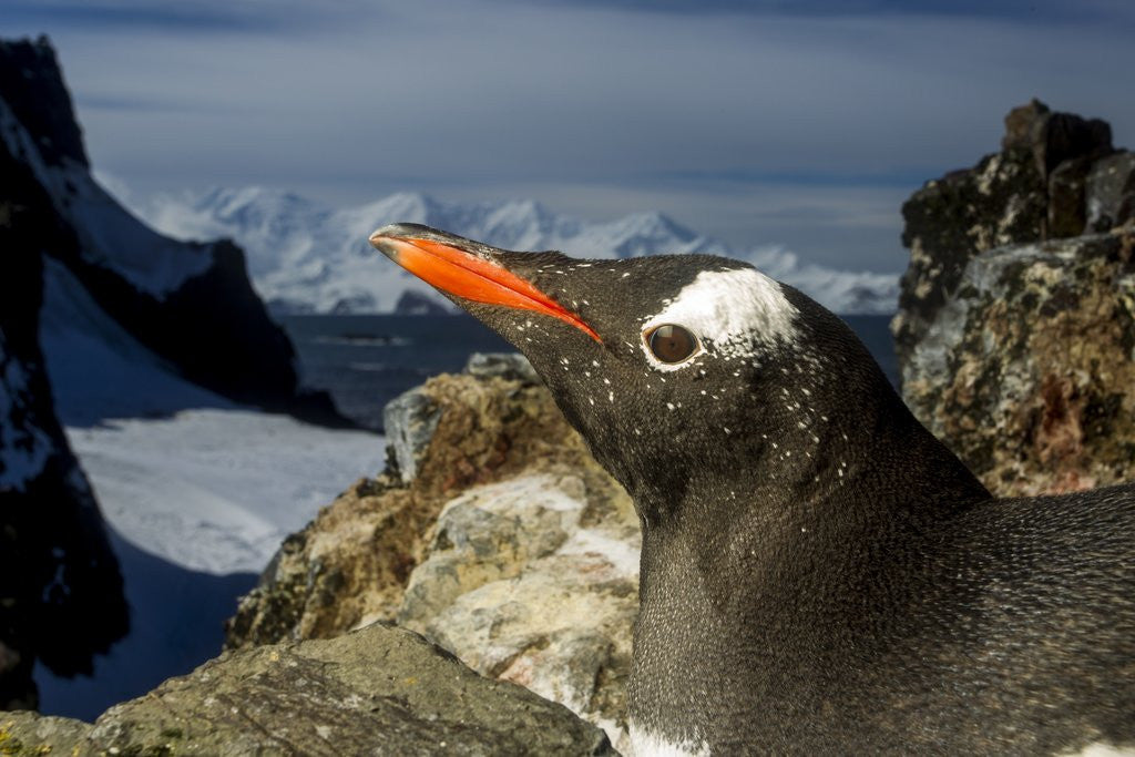 Detail of Gentoo Penguin Portrait, Antarctica by Anonymous