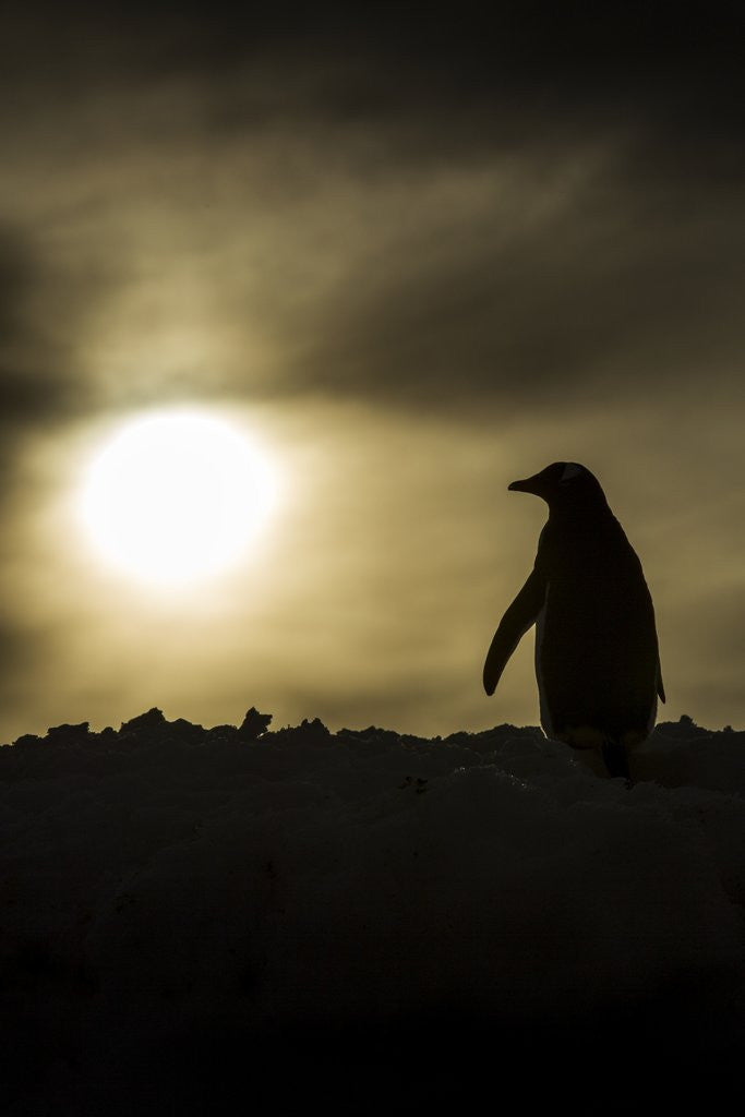 Detail of Gentoo Penguin at Sunset, Antarctica by Corbis