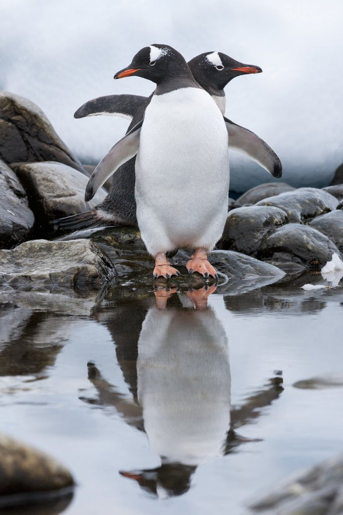 Detail of Gentoo Penguins, Antarctica by Anonymous