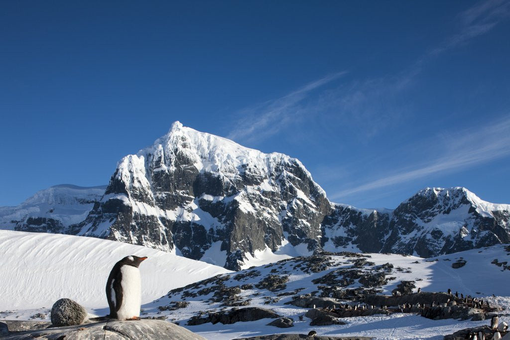 Detail of Gentoo Penguin, Antarctica by Anonymous