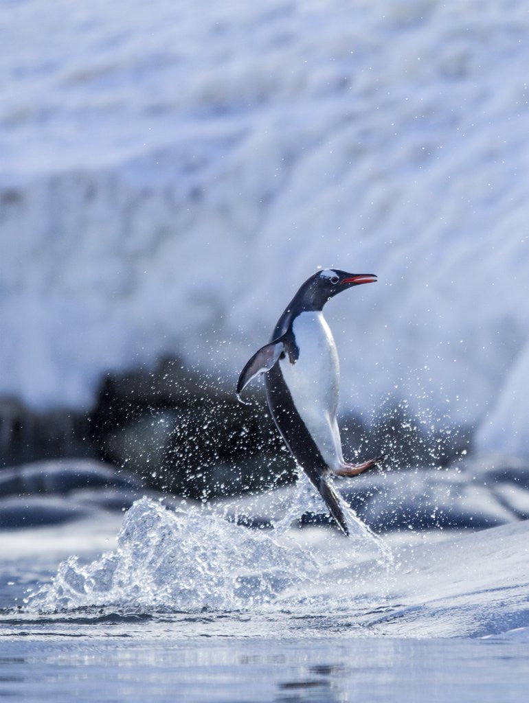 Detail of Leaping Gentoo Penguin, Antarctica by Anonymous
