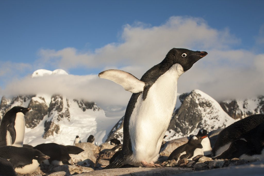 Detail of Adelie Penguins, Antarctica by Anonymous