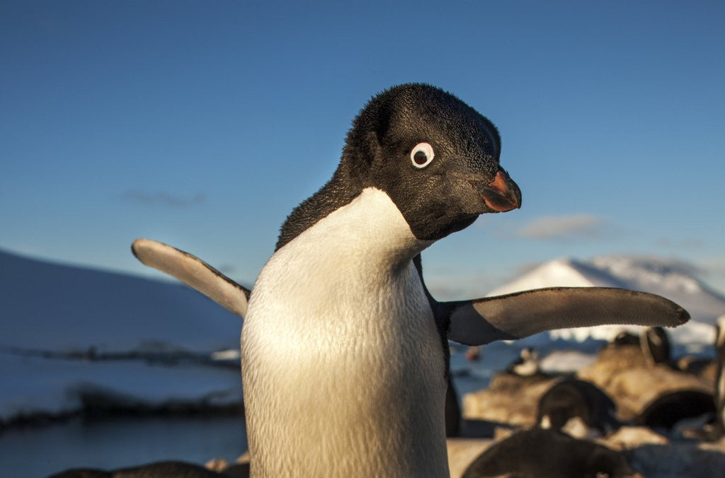 Detail of Adelie Penguin, Antarctica by Anonymous