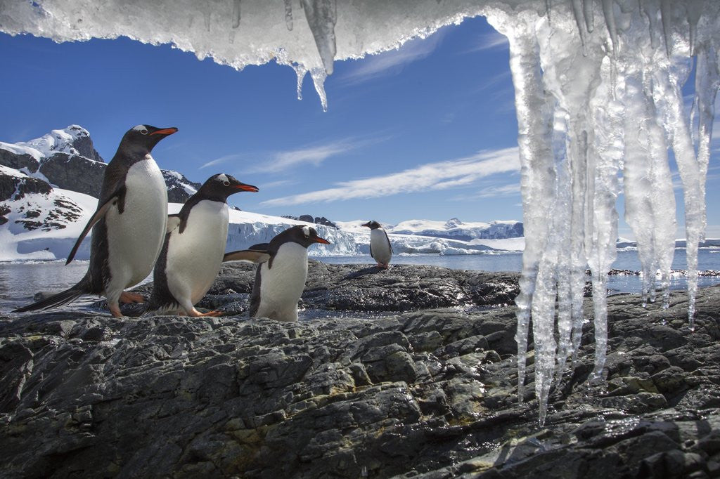 Detail of Gentoo Penguins and Icicles, Antarctica by Anonymous