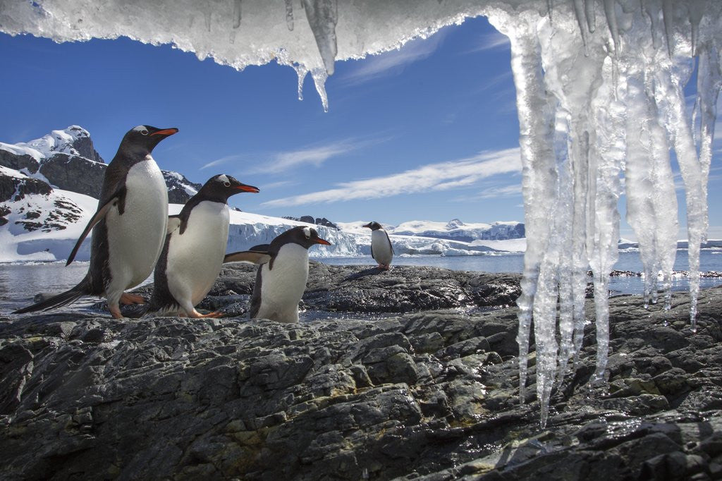 Detail of Gentoo Penguins and Icicles, Antarctica by Corbis