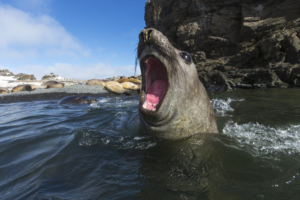 Detail of Elephant Seal, Antarctica by Anonymous