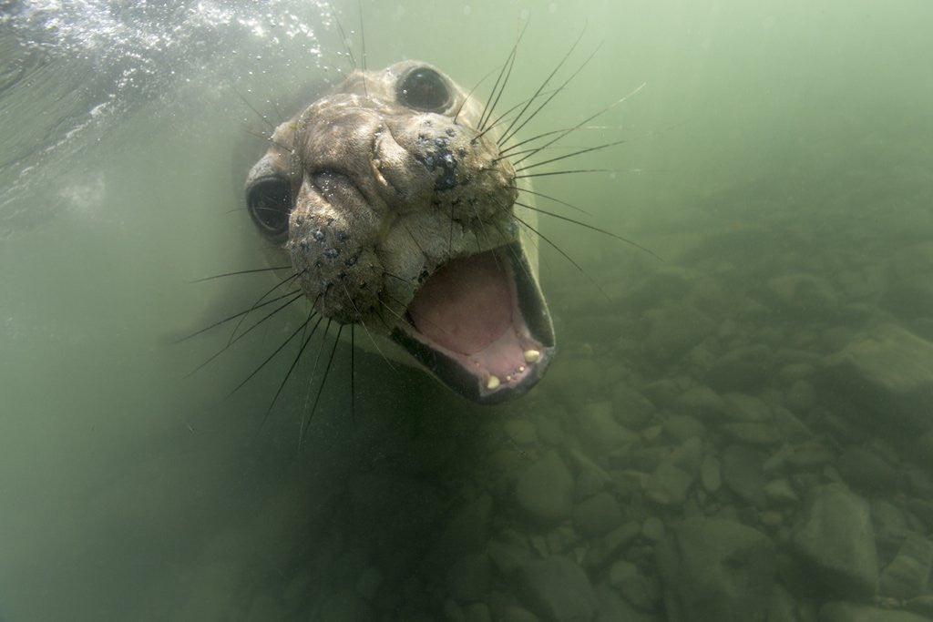 Detail of Underwater Elephant Seal, Antarctica by Anonymous