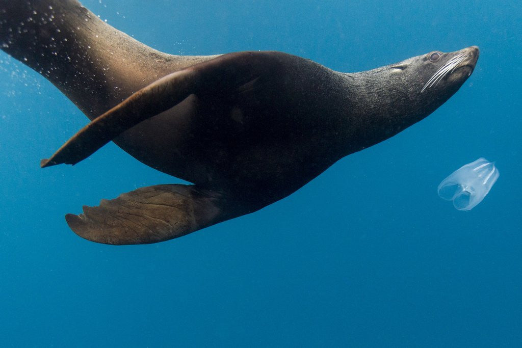 Detail of Underwater Sea Lion, Diego Ramirez Island, Chile by Anonymous