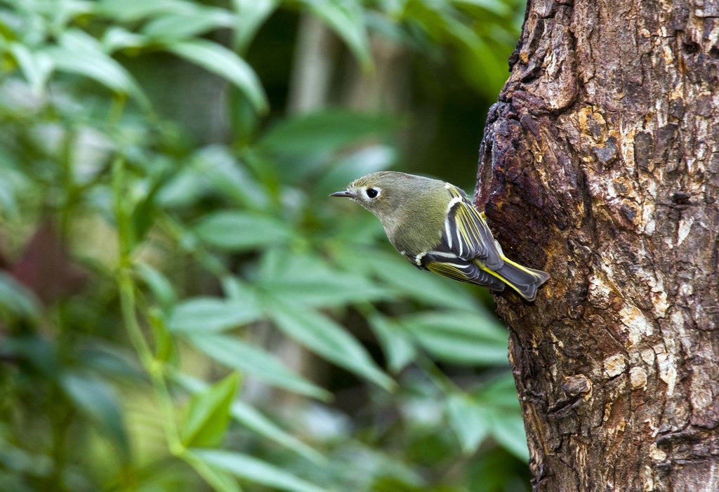 Detail of Ruby-crowned Kinglet by Anonymous