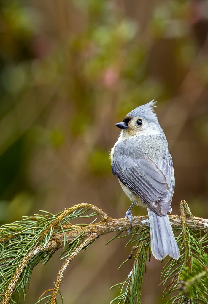 Detail of Tufted Titmouse by Corbis