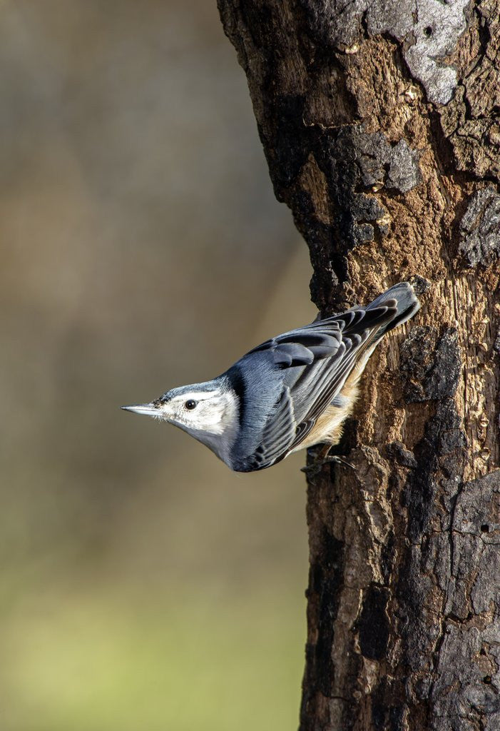Detail of White-breasted Nuthatch by Anonymous