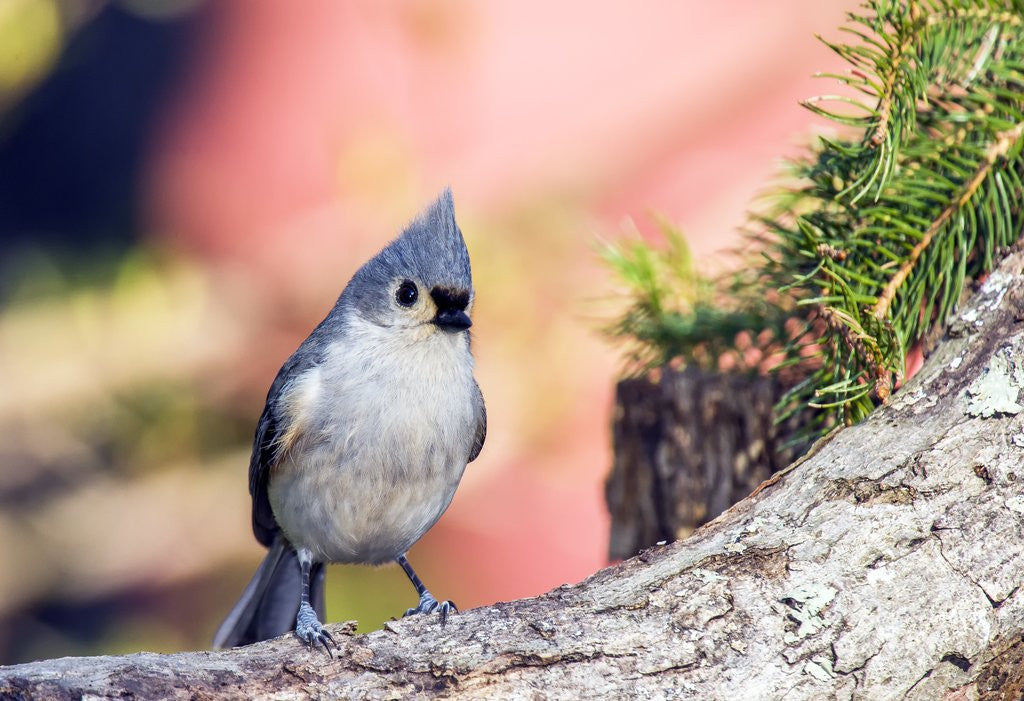 Detail of Tufted Titmouse by Anonymous