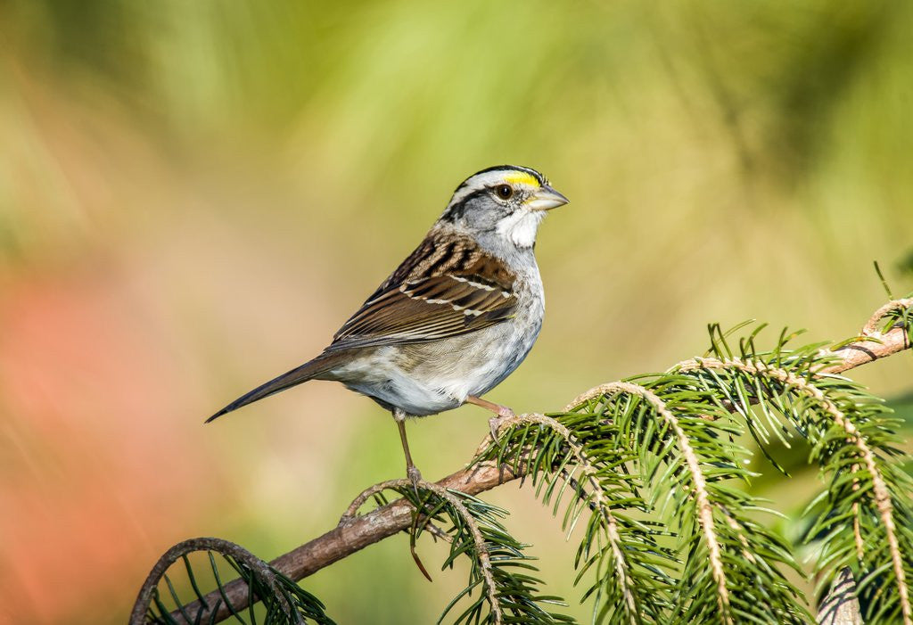 Detail of White-throated Sparrow by Anonymous