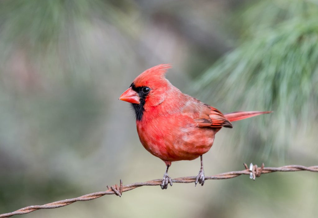 Detail of Northern Cardinal by Anonymous