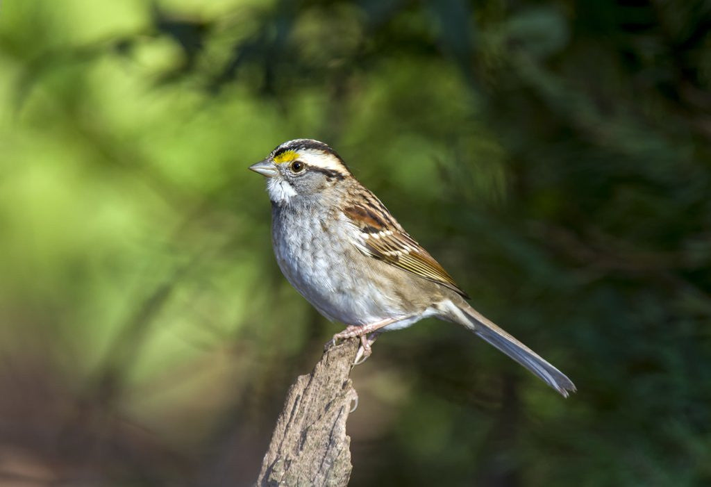Detail of White-throated Sparrow by Anonymous